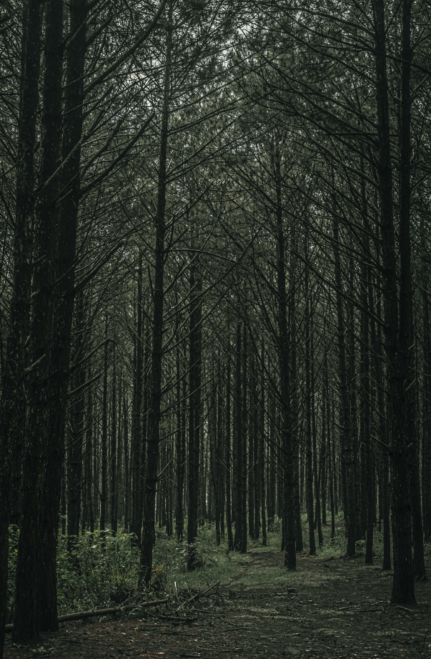 Teakwood 10 oz scented candle