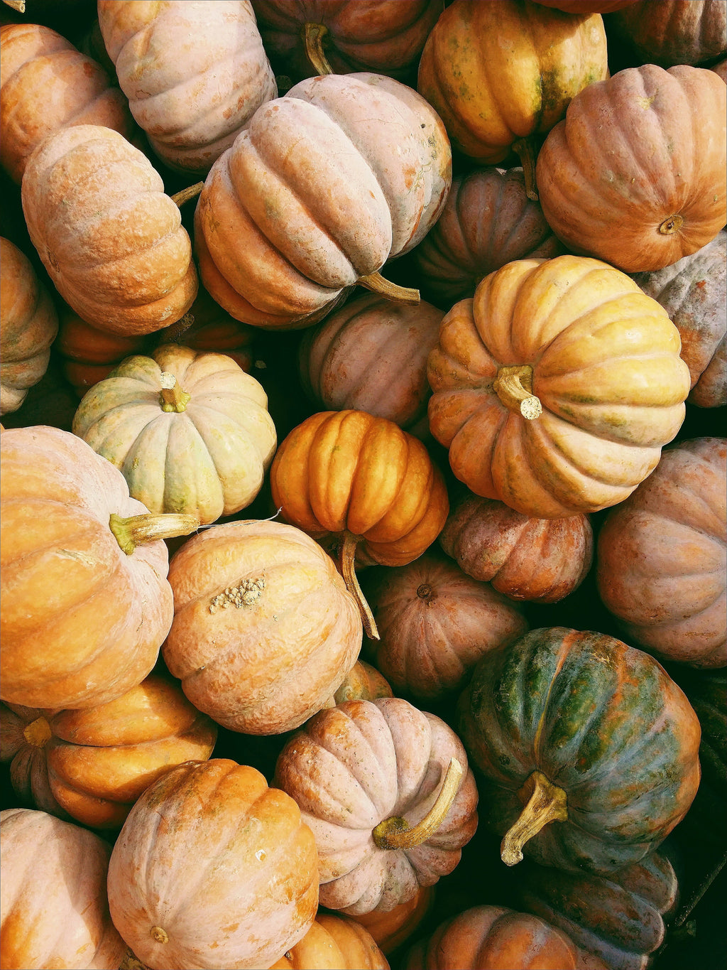 Pumpkin Harvest 12 oz scented candle